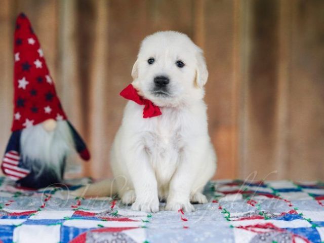 english-cream-golden-retriever-indiana