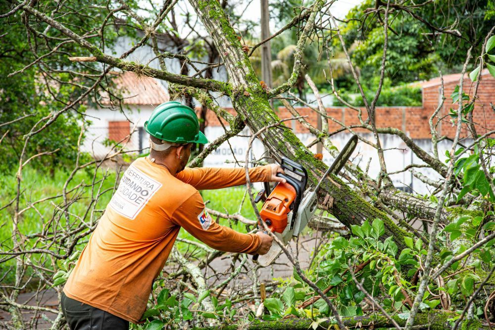 emergency-cleanup-near-me-domino-tree-service-big-1