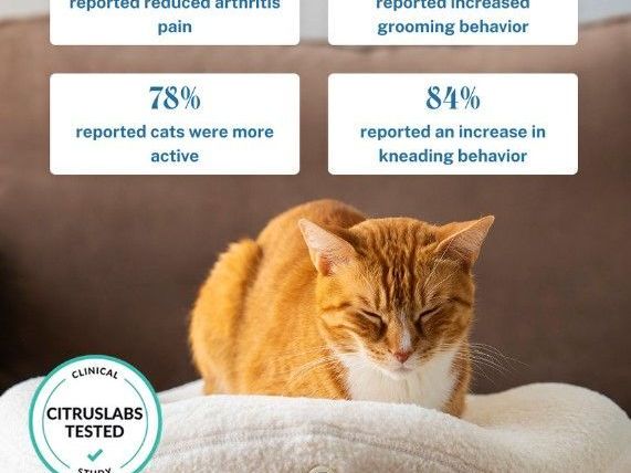 kneadcats-com-10-off-on-all-heated-cat-beds