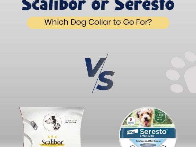 scalibor-or-seresto-which-dog-collar-to-go-for-petcareclub