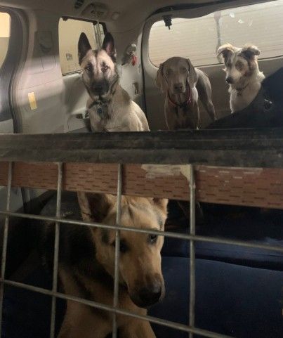 safe-travel-fun-with-the-dog-day-care-bus-big-0