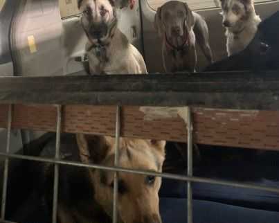 safe-travel-fun-with-the-dog-day-care-bus