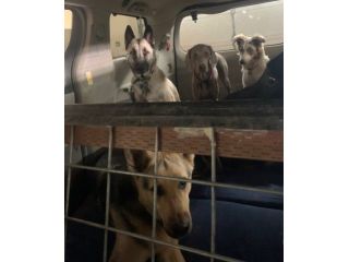 safe-travel-fun-with-the-dog-day-care-bus-small-0