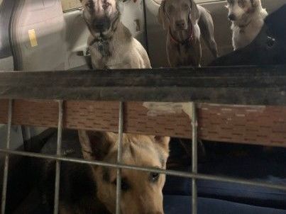 safe-travel-fun-with-the-dog-day-care-bus