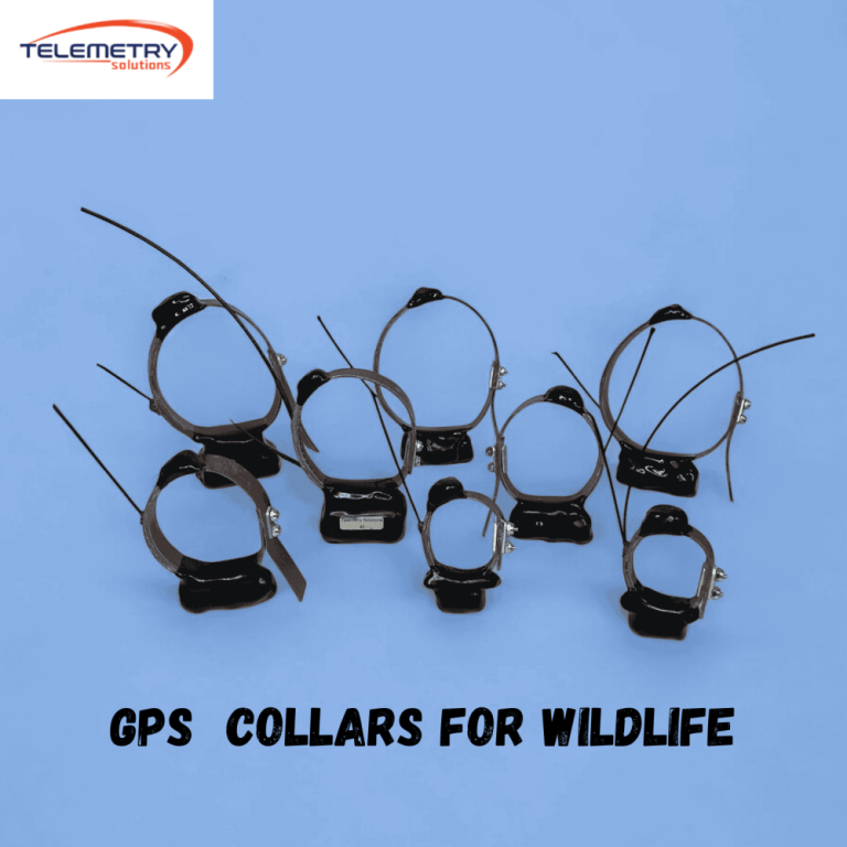 gps-collars-for-wildlife-helping-advance-conservation-research-big-0