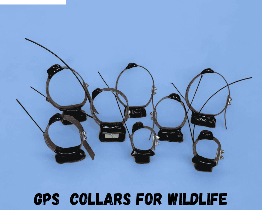 gps-collars-for-wildlife-helping-advance-conservation-research