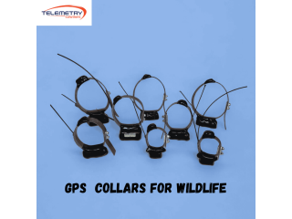 gps-collars-for-wildlife-helping-advance-conservation-research-small-0