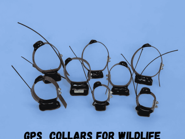 gps-collars-for-wildlife-helping-advance-conservation-research