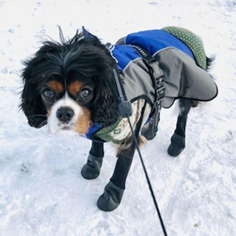 dog-boots-for-sand-burrs-and-rough-ground-protection-big-0