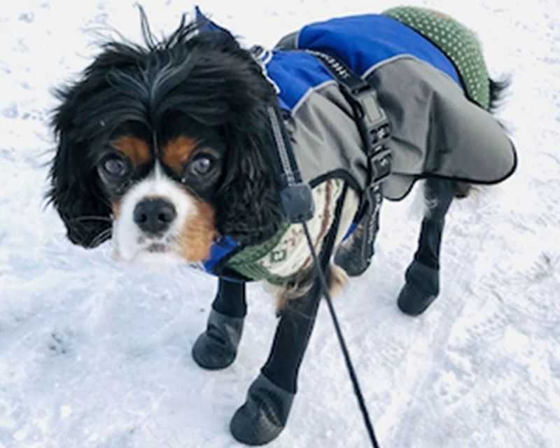dog-boots-for-sand-burrs-and-rough-ground-protection