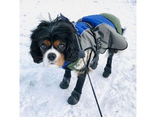 dog-boots-for-sand-burrs-and-rough-ground-protection-small-0