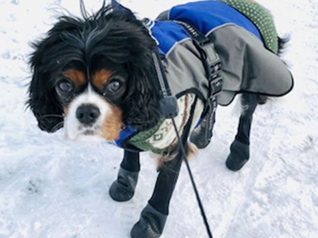 dog-boots-for-sand-burrs-and-rough-ground-protection