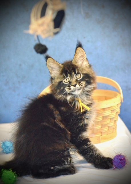 maine-coon-for-sale-purebred-maine-coon-kittens-available-big-0