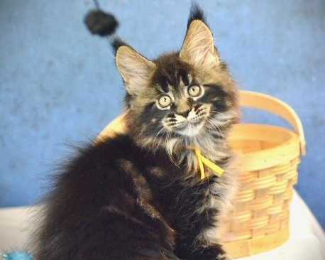 maine-coon-for-sale-purebred-maine-coon-kittens-available
