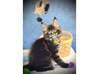maine-coon-for-sale-purebred-maine-coon-kittens-available-small-0
