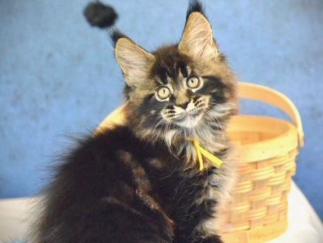 maine-coon-for-sale-purebred-maine-coon-kittens-available