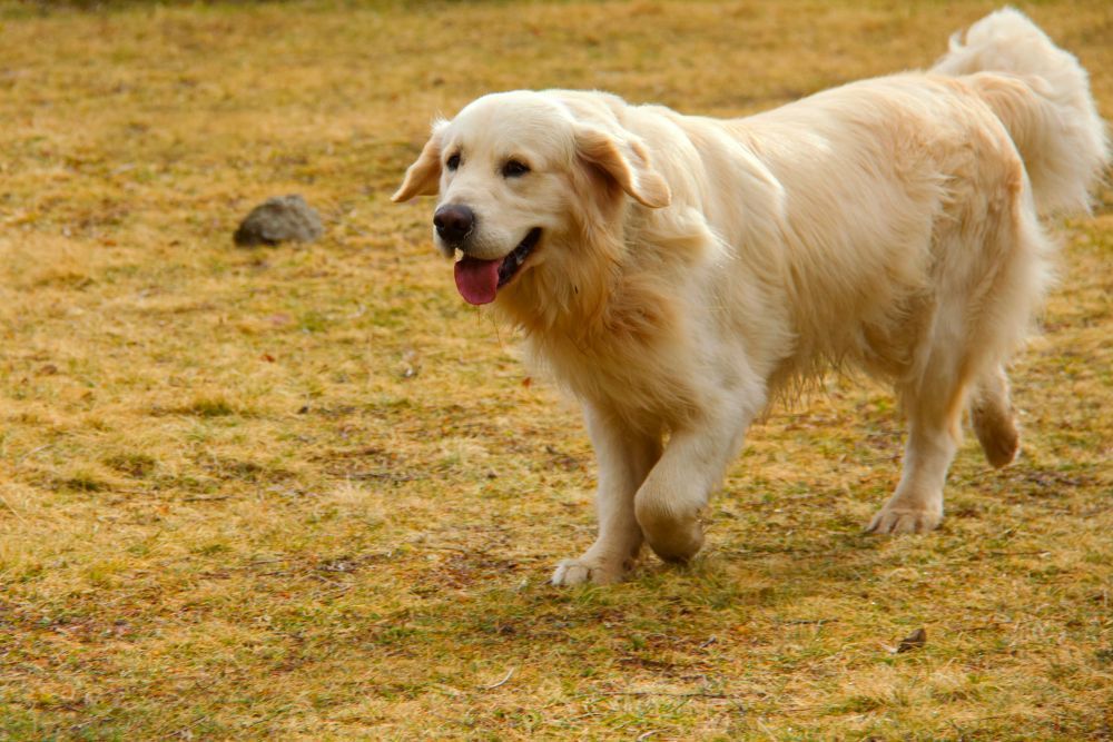 golden-retrievers-tennessee-big-0