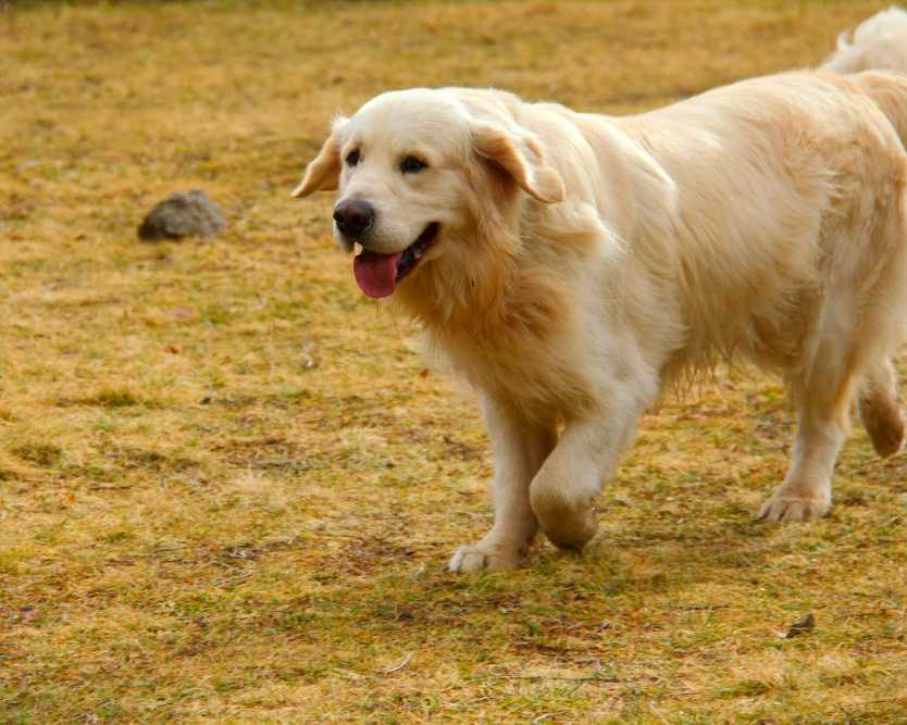 golden-retrievers-tennessee