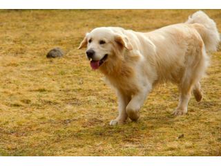 golden-retrievers-tennessee-small-0