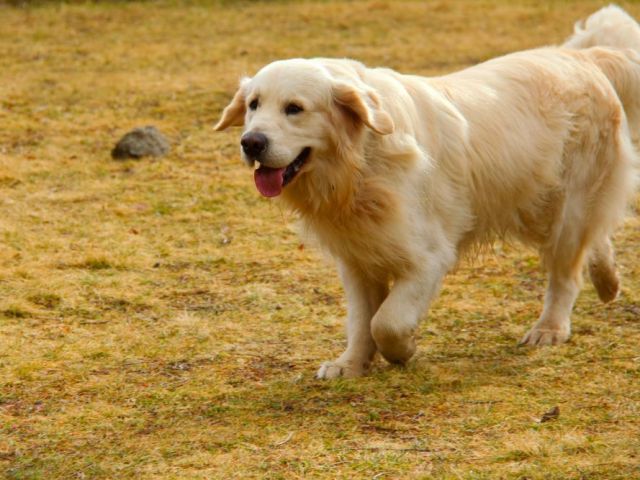 golden-retrievers-tennessee