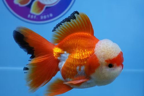 best-fancy-goldfish-in-austin-big-0