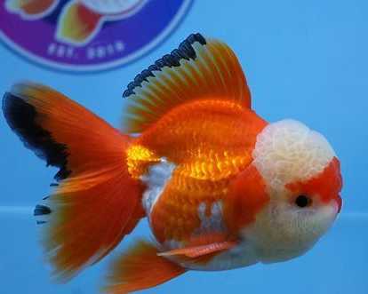 best-fancy-goldfish-in-austin