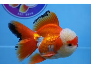 best-fancy-goldfish-in-austin-small-0