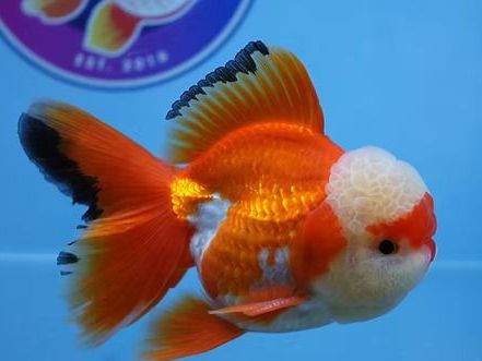 best-fancy-goldfish-in-austin