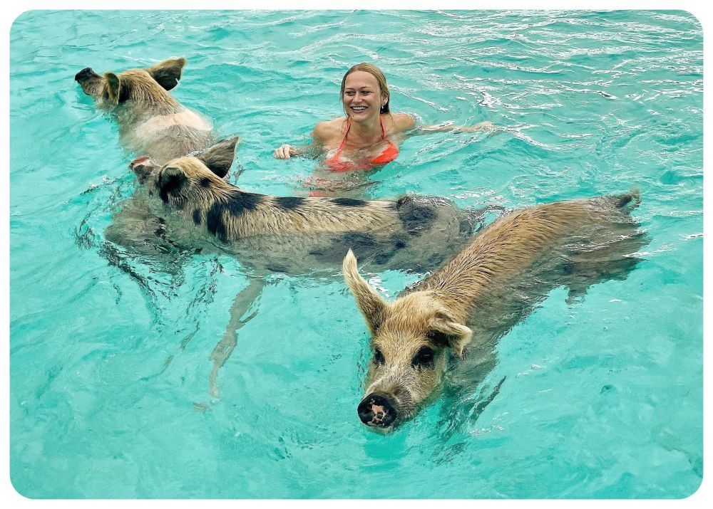 create-lasting-memories-swimming-with-pigs-in-the-bahamas-big-0