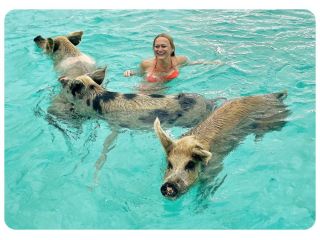 create-lasting-memories-swimming-with-pigs-in-the-bahamas-small-0