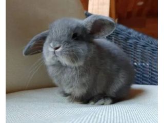 perfect-bunny-roger-male-small-0