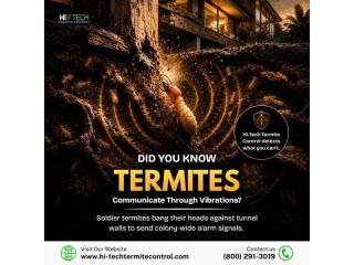 did-you-know-termites-communicate-through-vibrations-small-0
