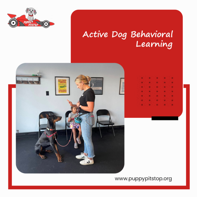 best-indianapolis-dog-boarding-puppy-pitstop-big-2