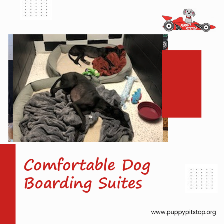 best-indianapolis-dog-boarding-puppy-pitstop-big-0
