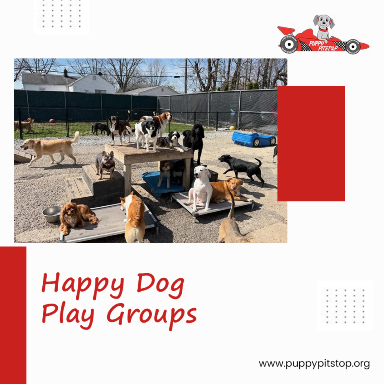 best-indianapolis-dog-boarding-puppy-pitstop-big-1