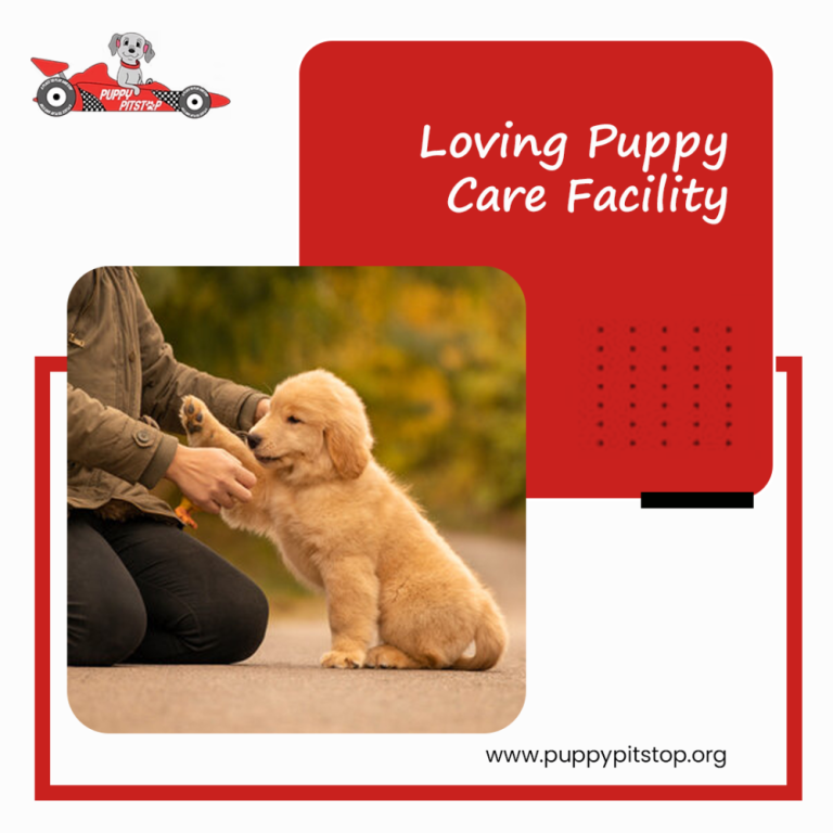 best-indianapolis-dog-boarding-puppy-pitstop-big-4