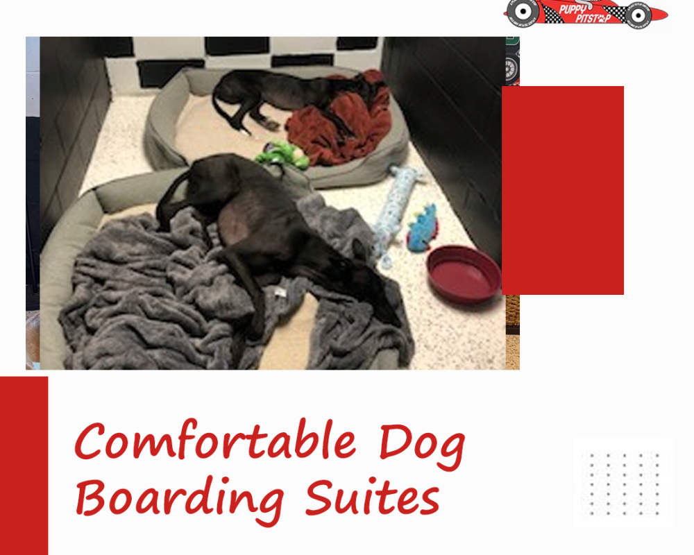 best-indianapolis-dog-boarding-puppy-pitstop