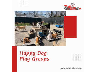 best-indianapolis-dog-boarding-puppy-pitstop-small-1