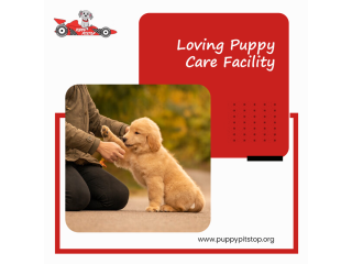 best-indianapolis-dog-boarding-puppy-pitstop-small-4