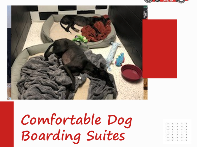 best-indianapolis-dog-boarding-puppy-pitstop