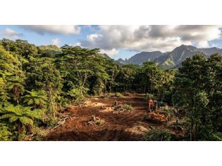 reliable-forestry-clearing-in-hilo-done-safely-and-efficiently-small-0
