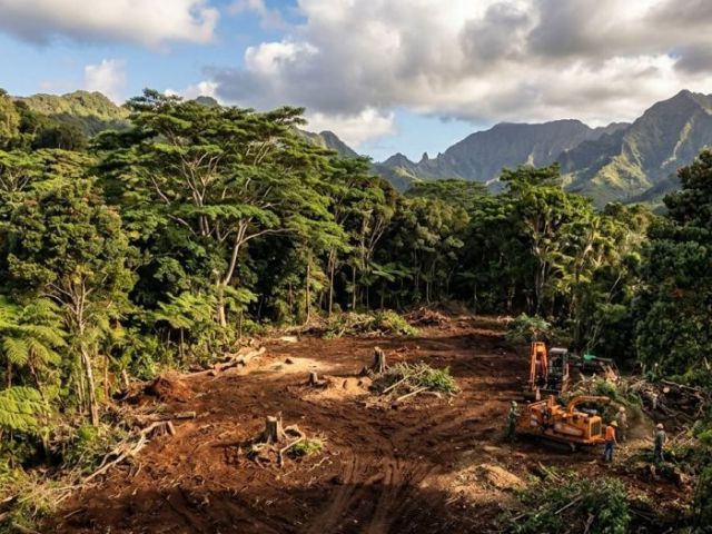 reliable-forestry-clearing-in-hilo-done-safely-and-efficiently