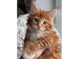 maine-coon-breeders-illinois-find-your-perfect-maine-coon-kitten-small-0