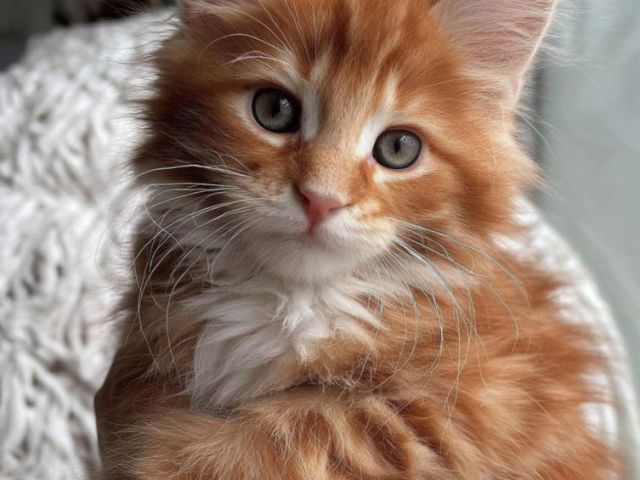 maine-coon-breeders-illinois-find-your-perfect-maine-coon-kitten