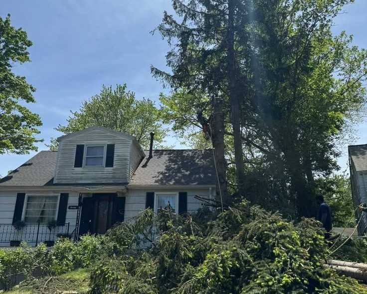 reliable-buffalo-tree-service-for-homes-and-businesses