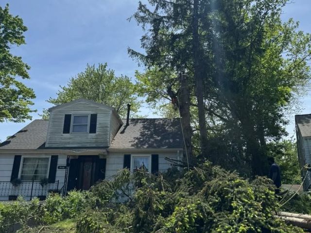 reliable-buffalo-tree-service-for-homes-and-businesses