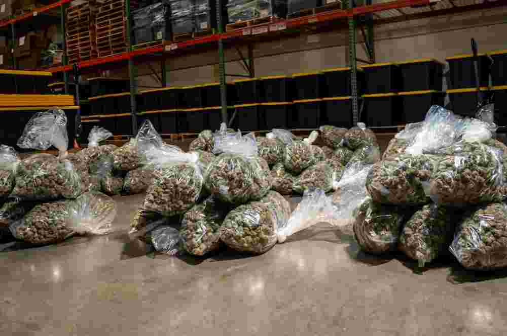 bulk-hemp-flower-solutions-from-hemp-supply-prime-big-0