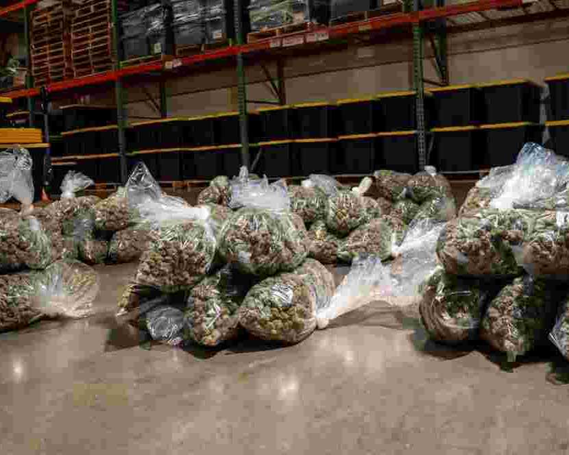 bulk-hemp-flower-solutions-from-hemp-supply-prime
