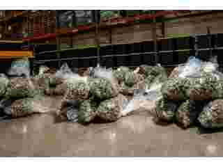 bulk-hemp-flower-solutions-from-hemp-supply-prime-small-0