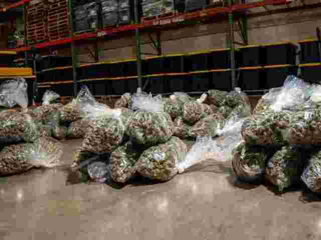 bulk-hemp-flower-solutions-from-hemp-supply-prime